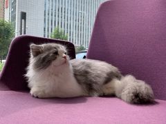-宠爱国际动物医院· 猫科· 外科·中兽医(长白店)