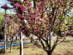 -长白岛森林公园