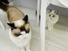 -喵的天空名猫咖啡馆·撸猫·猫舍·用品