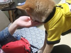 -逗柴咖啡屋·狗咖猫咖宠物桌游