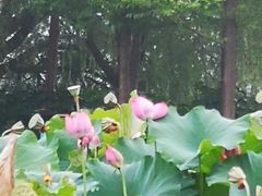 -金银湖国家城市湿地公园
