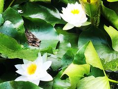 -莲湖公园