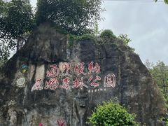 -西双版纳原始森林公园