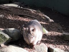 -费瑟代尔野生动物园