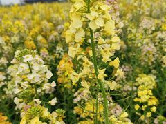 -中国天府农业博览园