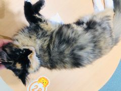 -藏猫猫咖啡主题馆(中央大道店)