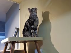 -Meowの猫咖(万家丽店)