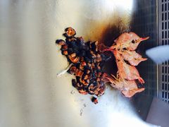 榆舍铁板烧-榆舍日料铁板烧