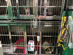 -半岛宠物医院24小时(科华中路店)
