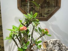 -石家庄市植物园