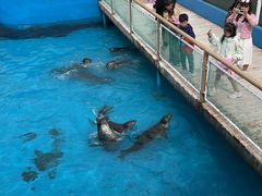 -秦皇岛乐岛海洋王国