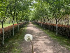 -合肥滨湖国家森林公园