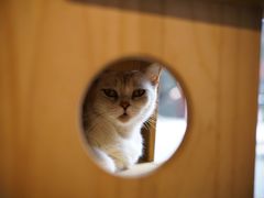 -more than meow吴止猫主题餐厅(承德 中船汇店)