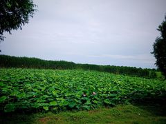 -洪湖生态旅游区