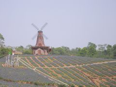-大塘金香草谷
