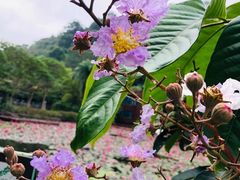 -野象谷景区