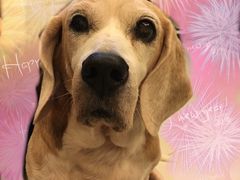 -彩虹桥宠物火化殡葬善终服务(金乐大厦店)