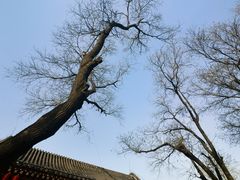 -荣国府