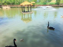 -溱湖国家湿地公园