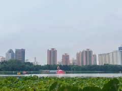 -莲花池公园