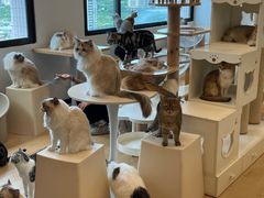 -有喵·猫咖·狗咖·30几只猫10只小狗(岗厦店)