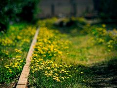 -永定河休闲森林公园