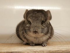 -龙猫仔乐园(惠福东路店)