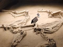 -洛阳周王城天子驾六博物馆