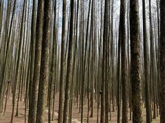 -山王坪喀斯特国家生态公园