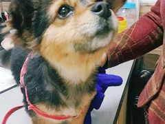 -爱侣宠医·鹦鹉专科·小型哺乳类·异宠专科(灵石路店)