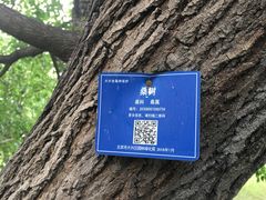 -御林古桑园