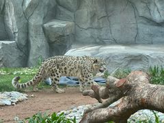 -青藏高原野生动物园