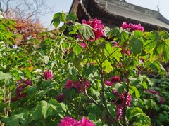 -龙华寺
