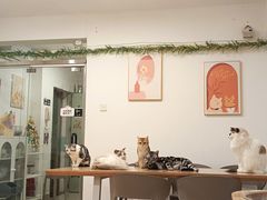 -有喵·猫咖·狗咖·30几只猫10只小狗(岗厦店)