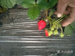-胜丰草莓采摘园