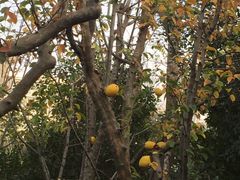 -青岛鑫江温德姆酒店