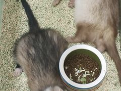 -藦茜花园宠物主题亲子互动体验馆(国顺东路店)