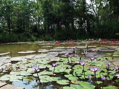 -中国科学院西双版纳热带植物园