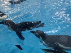 -帝企鹅自助餐厅•儿童岛•真企鹅(长隆企鹅酒店)