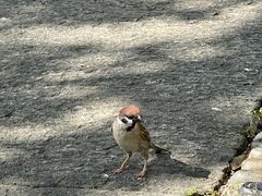 -西湖游船