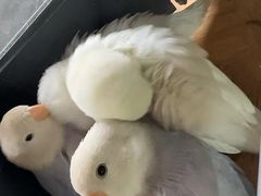 -吾叁·吉趣鸟咖(万科店)