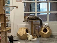 -楼上猫咖(罗湖店)