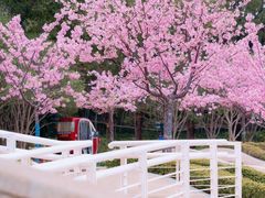 -新江湾城公园