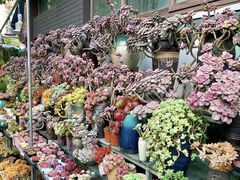 -青石桥花鸟鱼虫市场(叠翠城店)