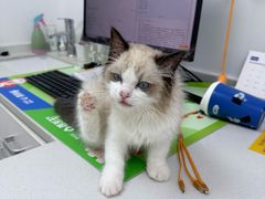 -宠颐生汉谟拉比宠物医院