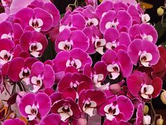 -东川新街市(东川市场店)