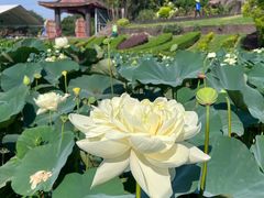 -广州莲花山旅游区