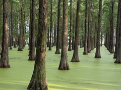 -渌洋湖湿地公园