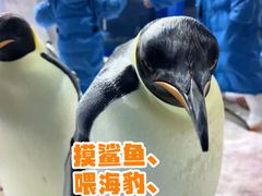 -海合安武汉极地海洋公园