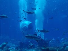 -亚特兰蒂斯•OSSIANO奥西亚诺海底餐厅